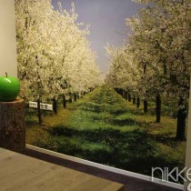 Foto wanddecoratie: Fotobehang Bloeiende fruitbomen aan het Bodenmeer