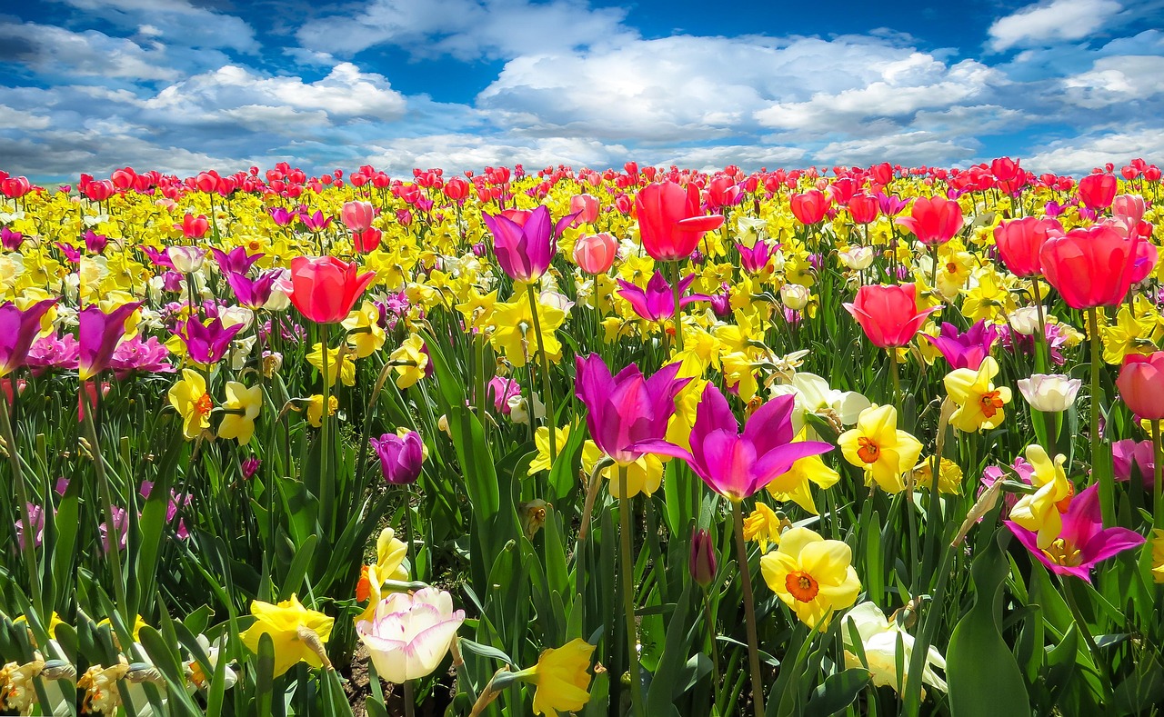 Veld vol wilde bloemen in cottagecore-stijl.