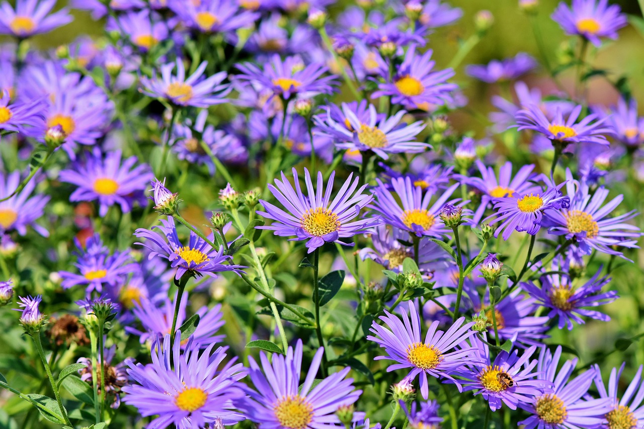 Hand geplukte wilde bloemen in landelijke tuin.