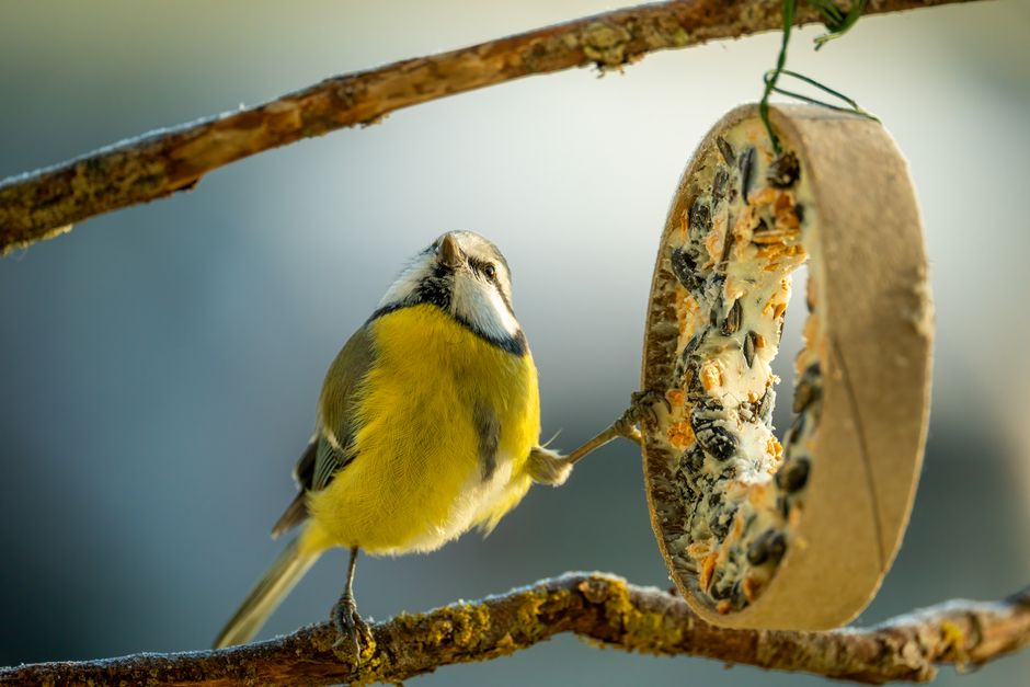Kleine vogeltjes gebruiken een zelfgemaakte voederplaats.