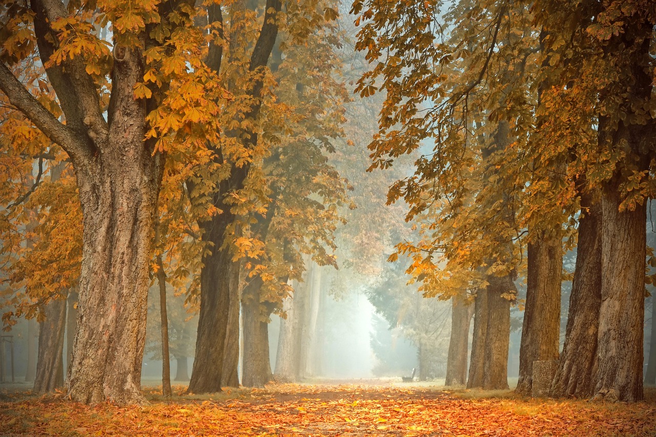 Gouden herfstbladeren sieren sfeervolle tuintafel. Gouden herfstbladeren sieren sfeervolle tuintafel.