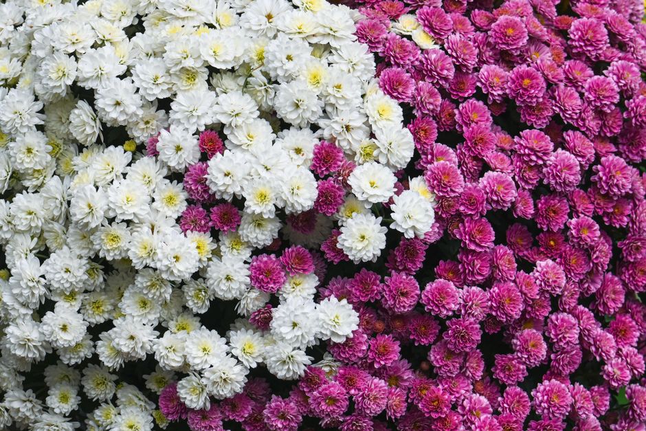 Oranje en rode chrysanten in bloei buiten. Oranje en rode chrysanten in bloei buiten.